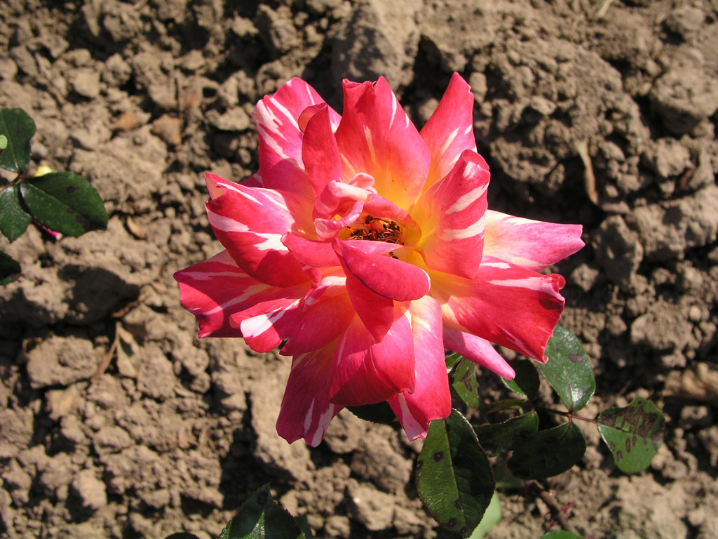růže Ambossfunken