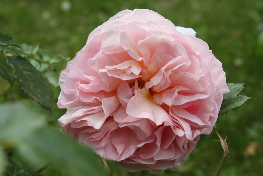 růže Ambridge Rose