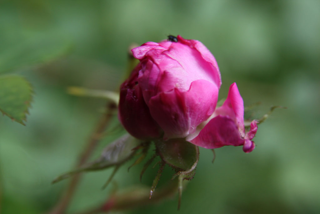 růže Ambroise Par