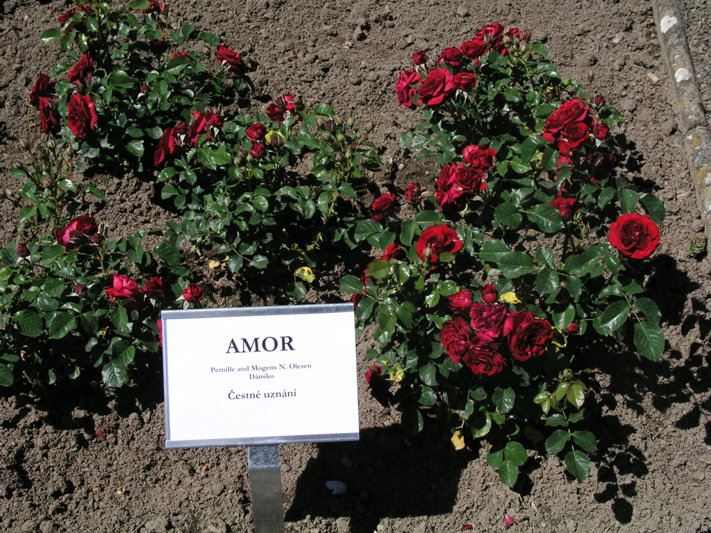 růže Amor