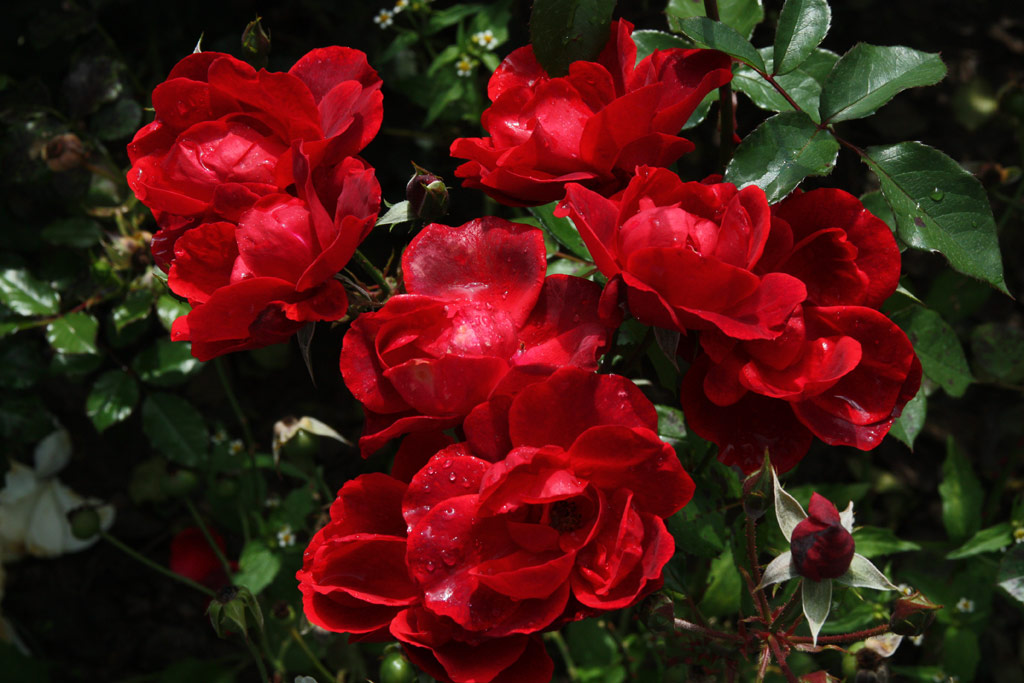 růže Andalusien