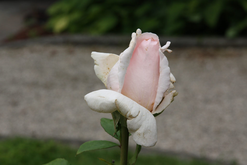 růže Andr le Notre