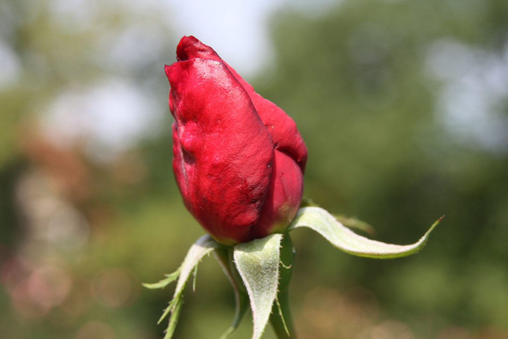 růže Andre Palthey