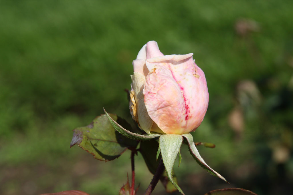 růže Andre Perrier