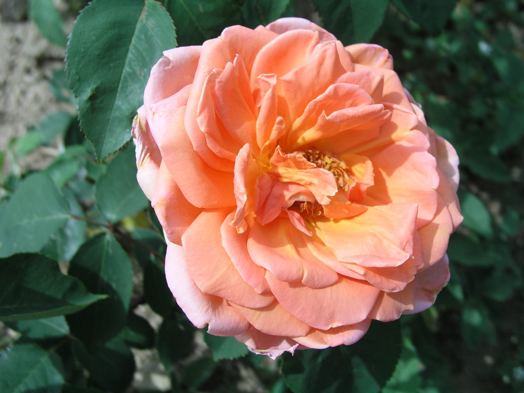 růže Andre Sauveger