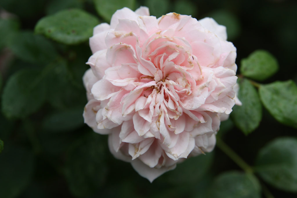 růže Angelika (Mrk)