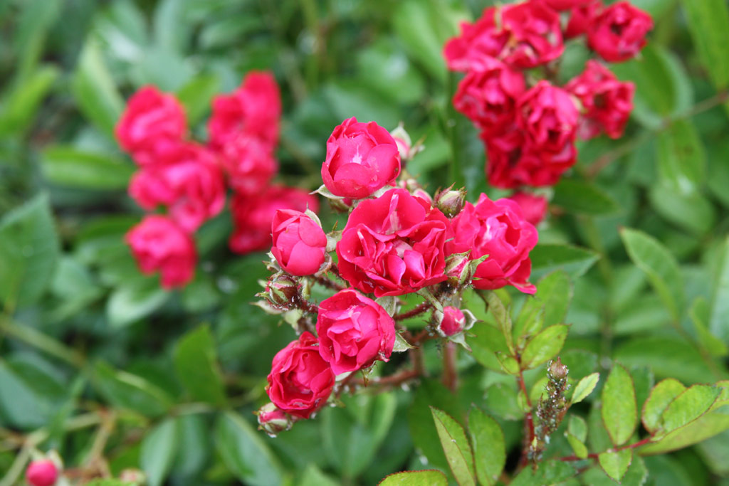 růže Ani?ka Mutace*