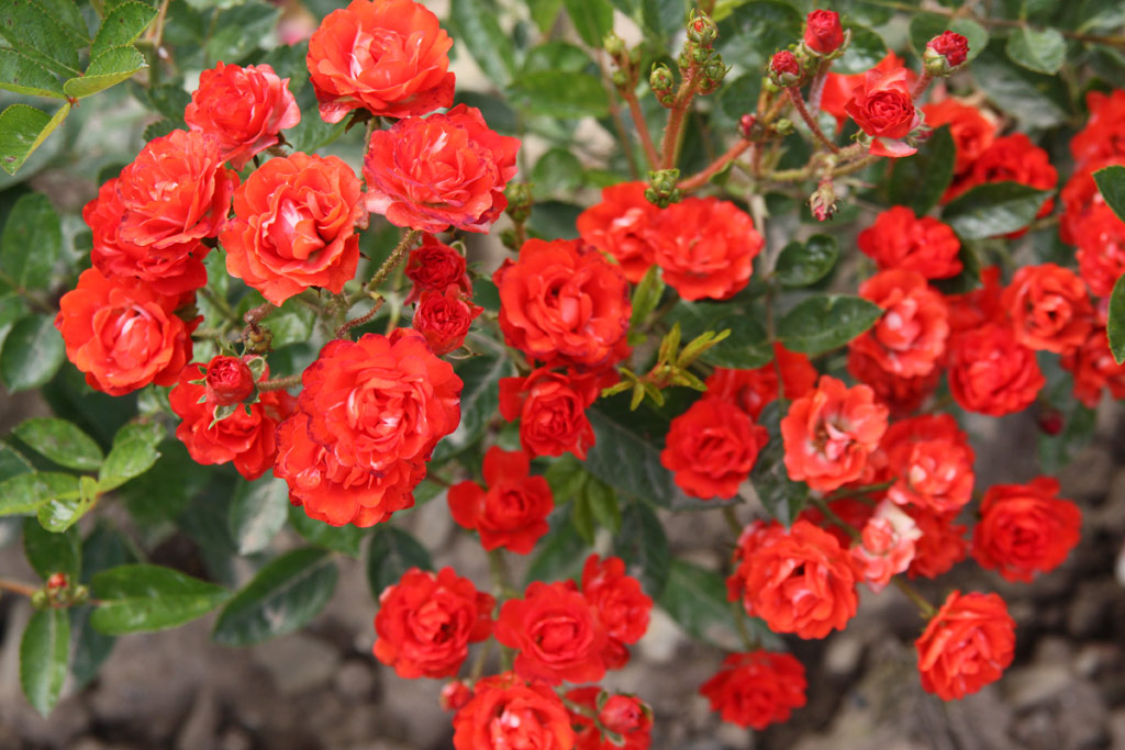 růže Ani?ka (Valek,1957)