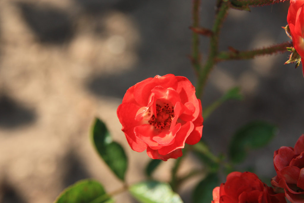 růže Ani?ka (Valek,1957)