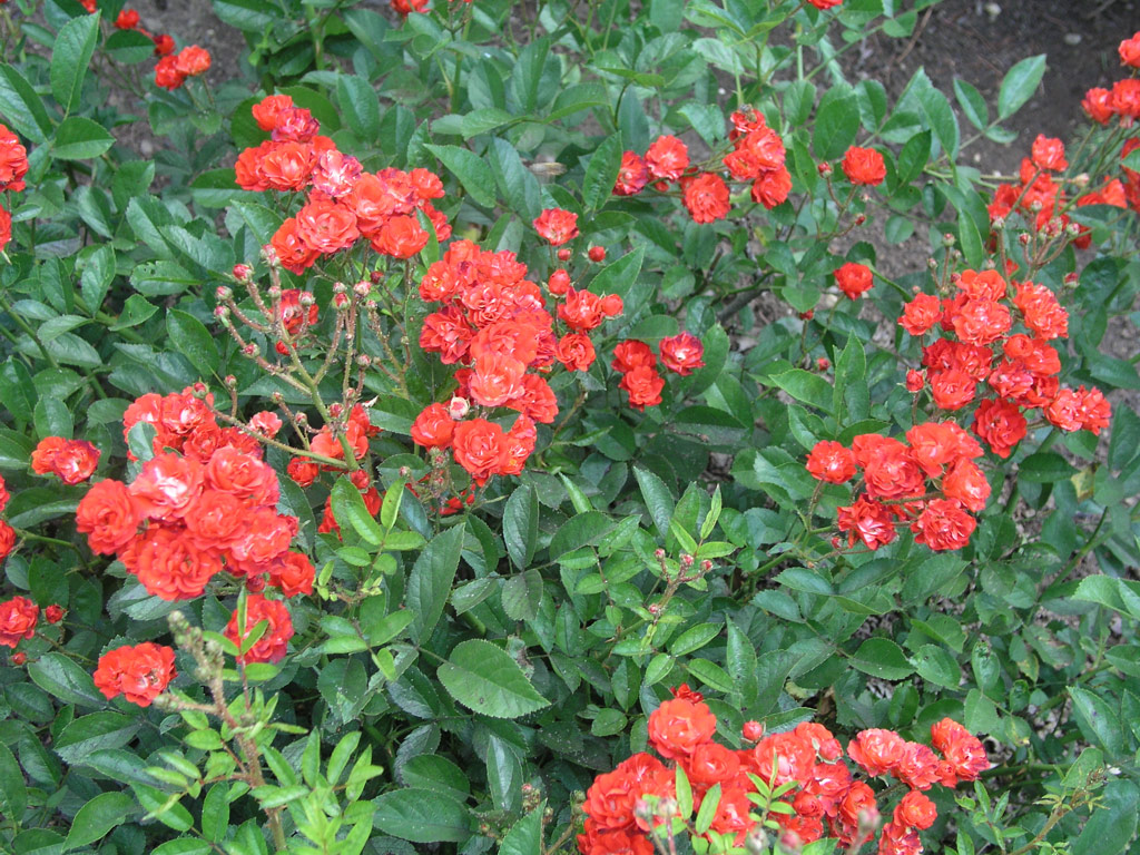 růže Ani?ka (Valek,1957)