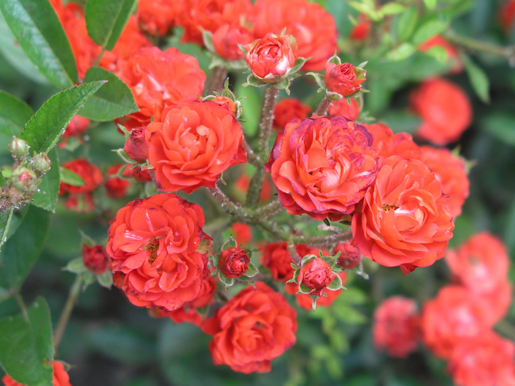 růže Ani?ka (Valek,1957)