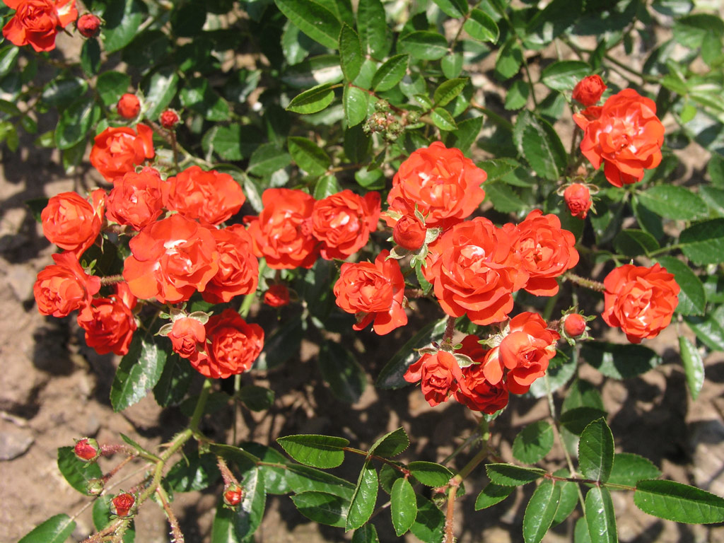 růže Ani?ka (Valek,1957)