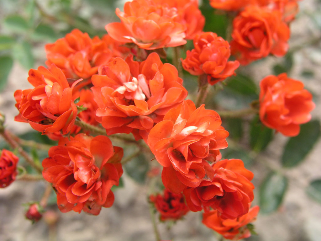 růže Ani?ka (Valek,1957)