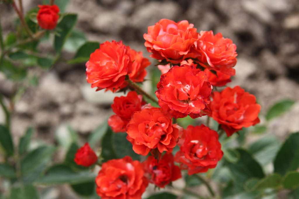 růže Ani?ka (Valek,1957)