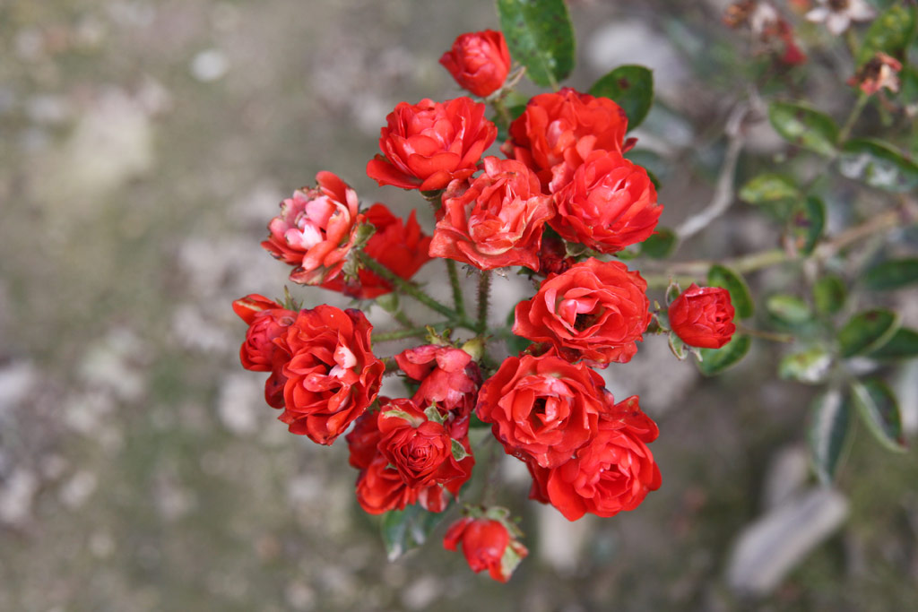 růže Ani?ka (Valek,1957)