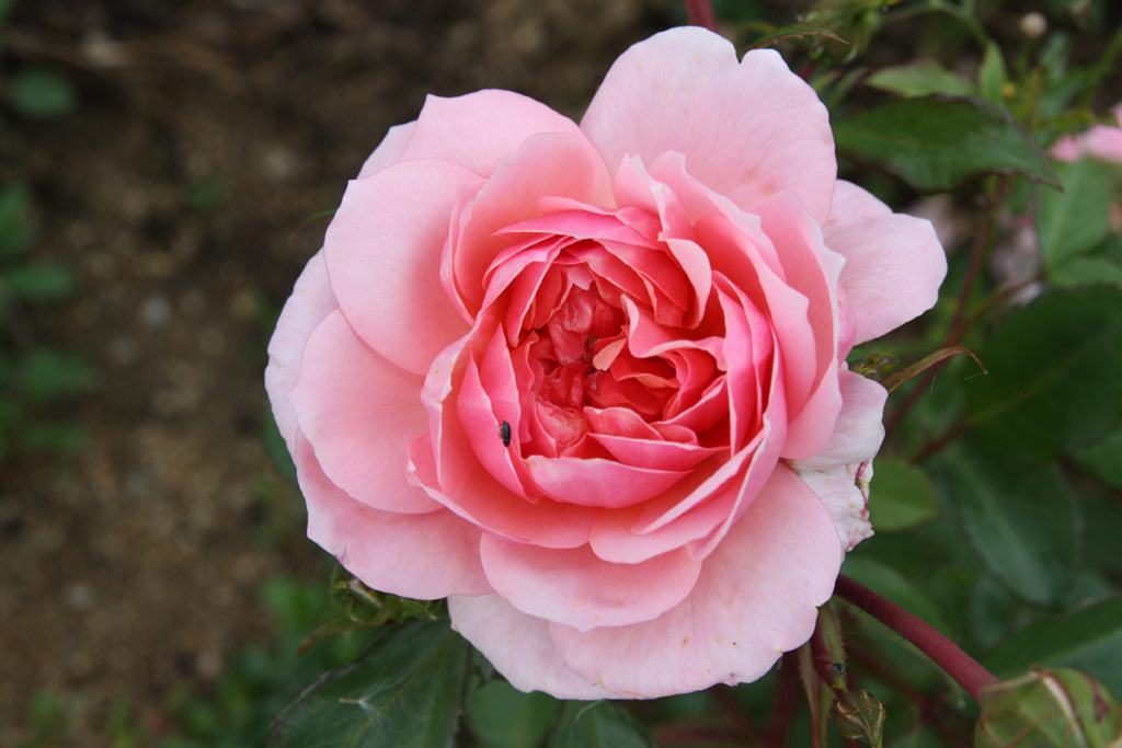růže Anne Boleyn