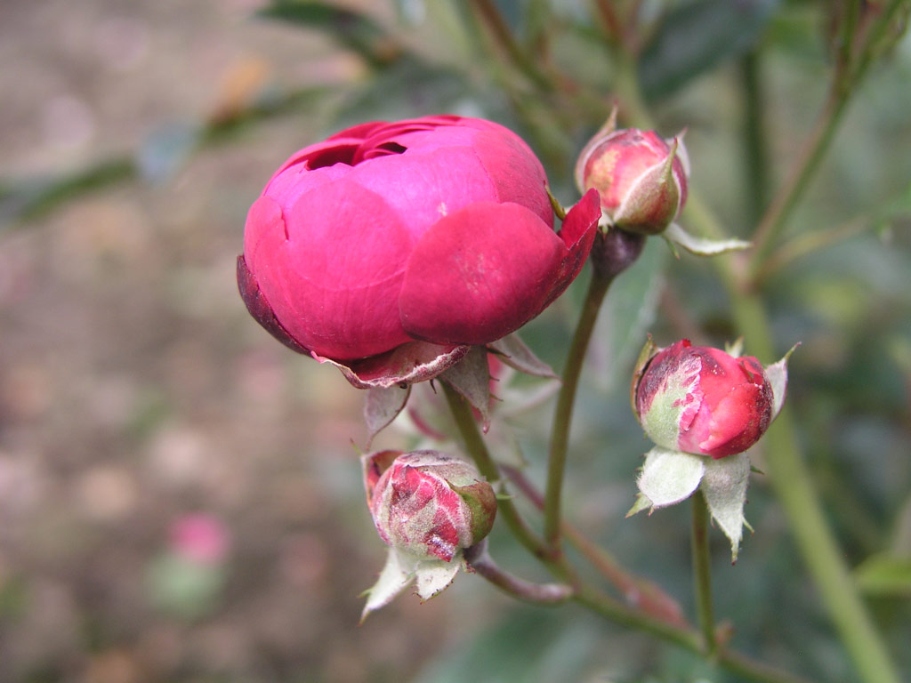 růže Anneke Koster
