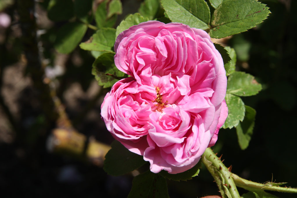 růže Antonie Schurz