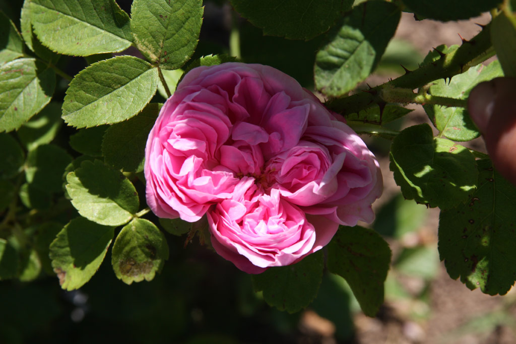 růže Antonie Schurz