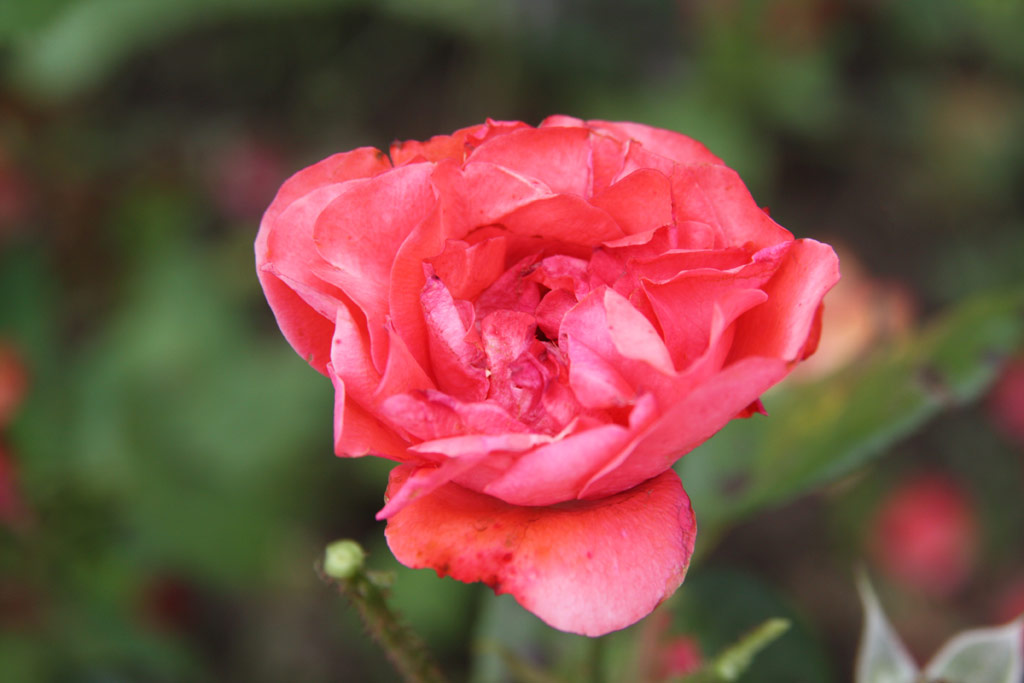 růže Arany Jnos Emlke