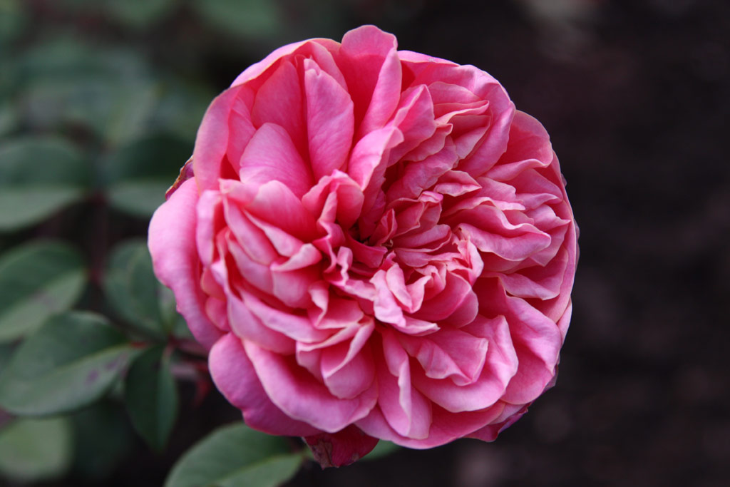 růže Archiduc Joseph