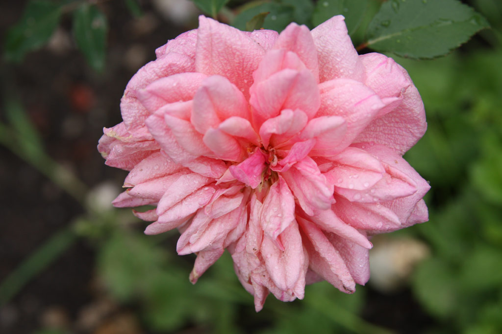 růže Archiduc Joseph