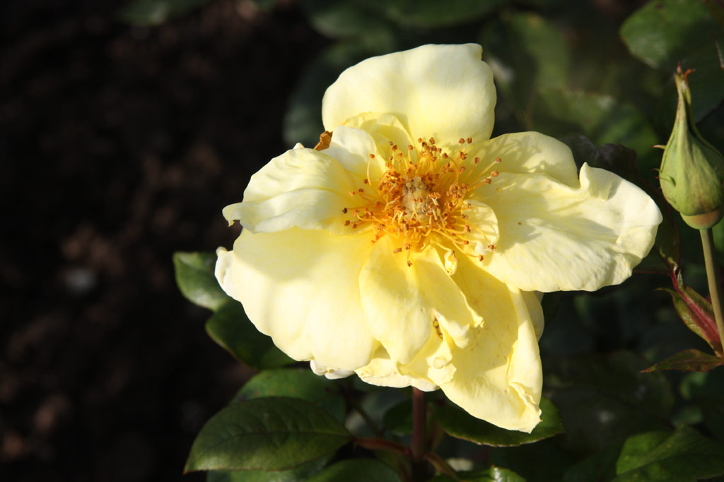 růže Arlene Francis