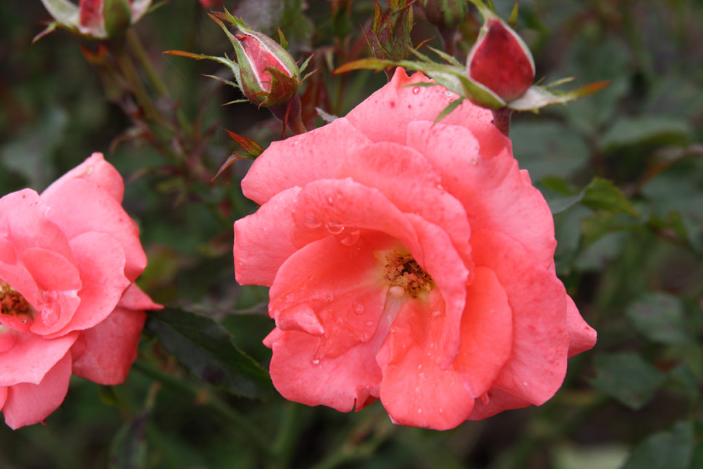 růže Arnaud Delbard