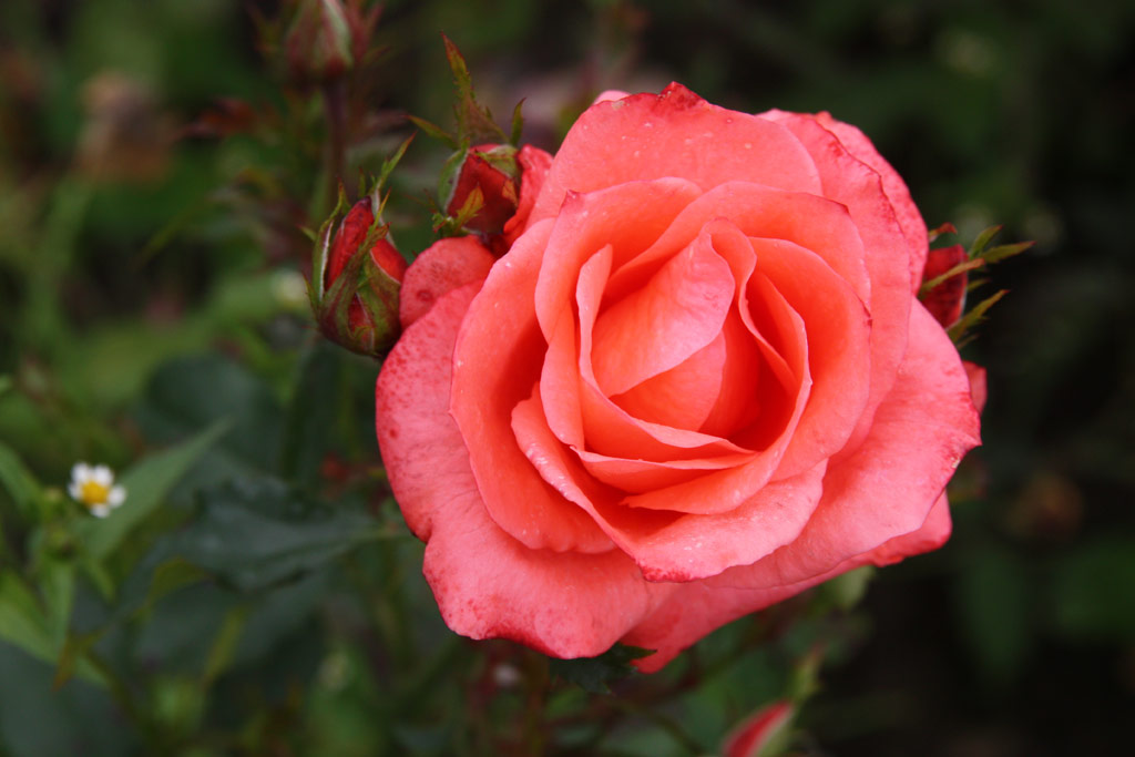 růže Arnaud Delbard