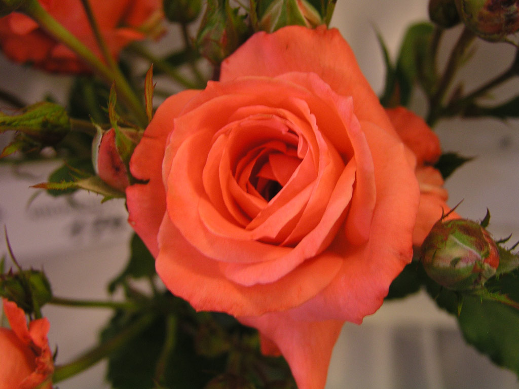 růže Arnaud Delbard