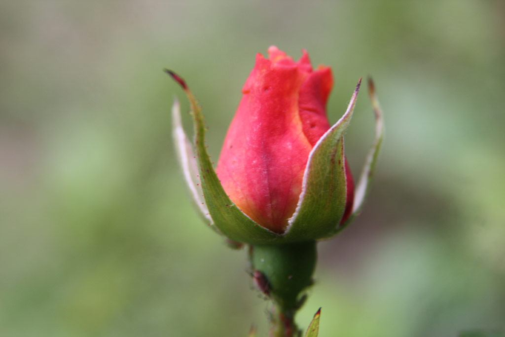růže rpd-hzi Szent Erzsbet Emlke