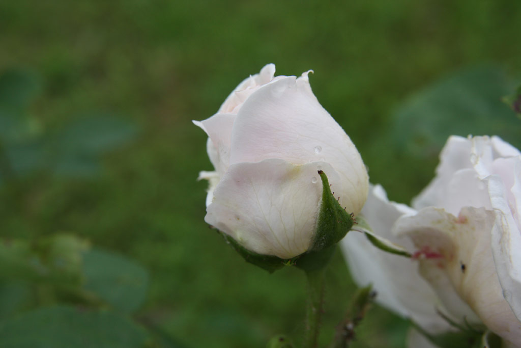 růže Aschermittwoch