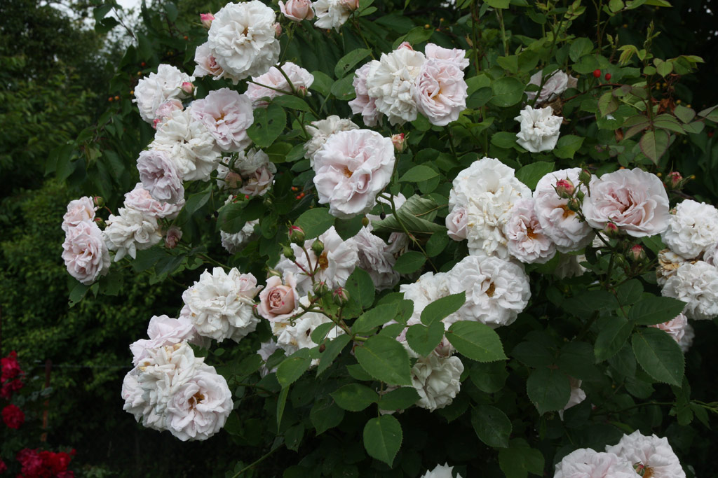 růže Aschermittwoch