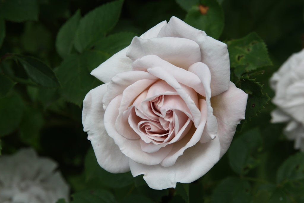 růže Aschermittwoch