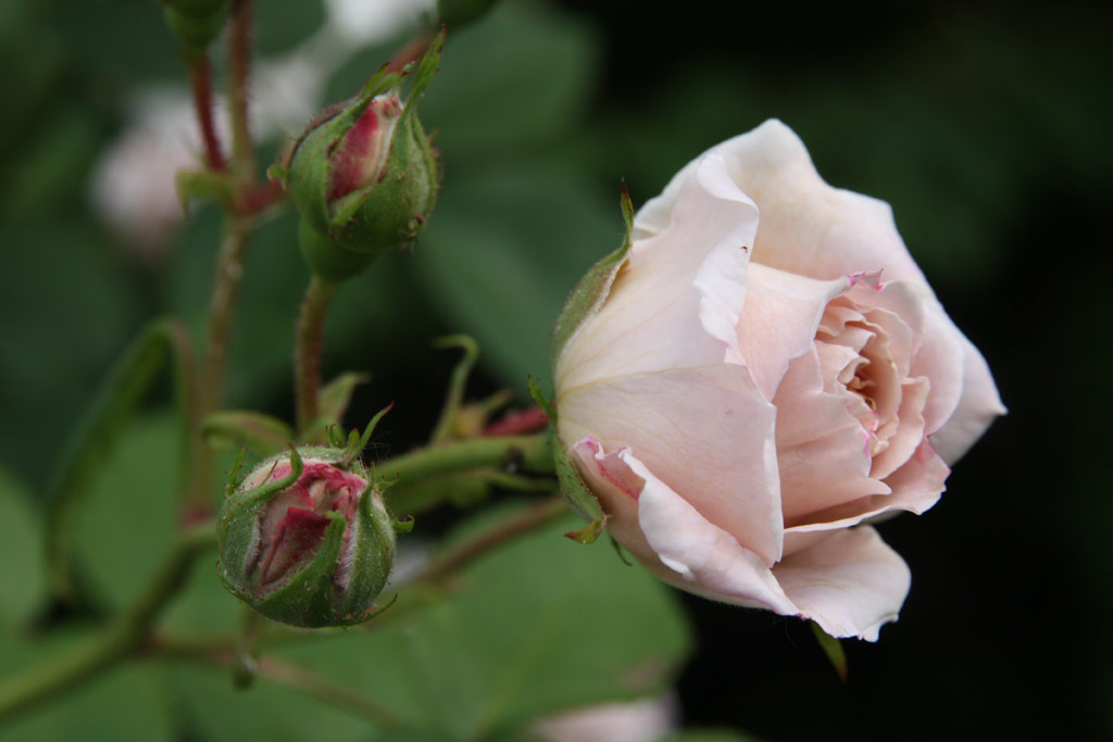 růže Aschermittwoch