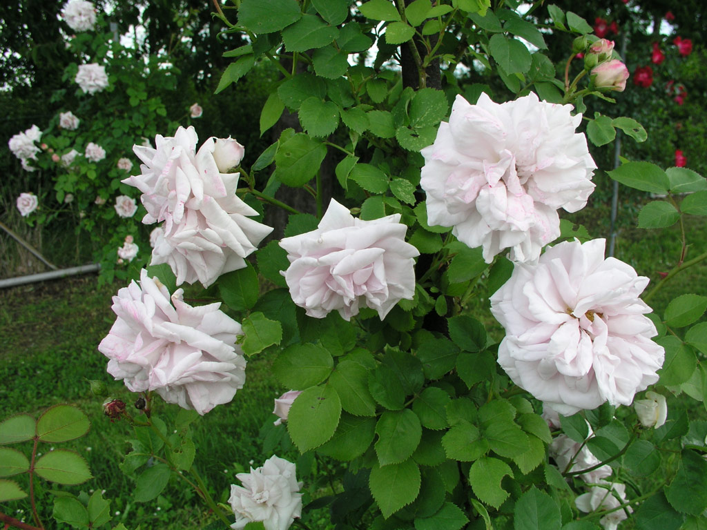 růže Aschermittwoch