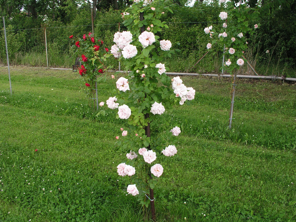 růže Aschermittwoch