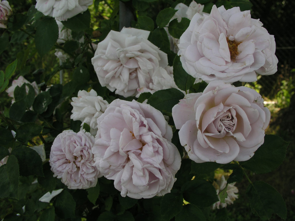 růže Aschermittwoch