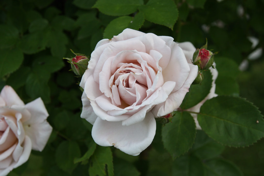 růže Aschermittwoch