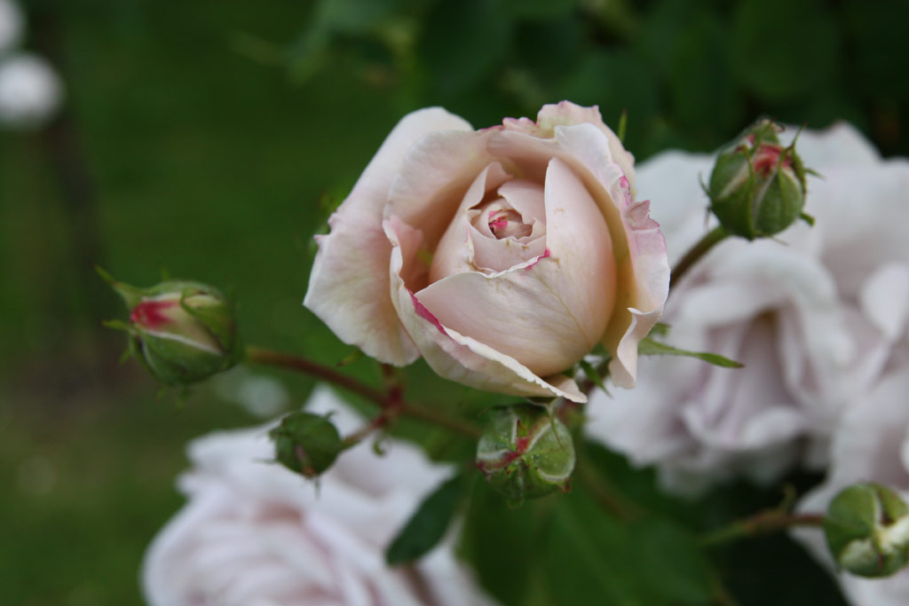 růže Aschermittwoch