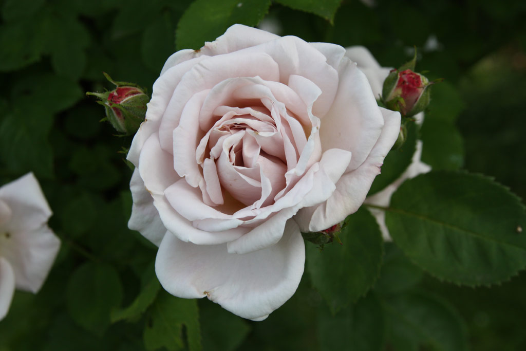 růže Aschermittwoch