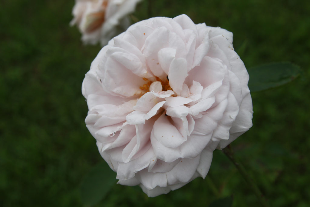 růže Aschermittwoch