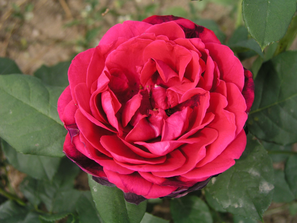 růže Astrid Grfin von Hardenberg