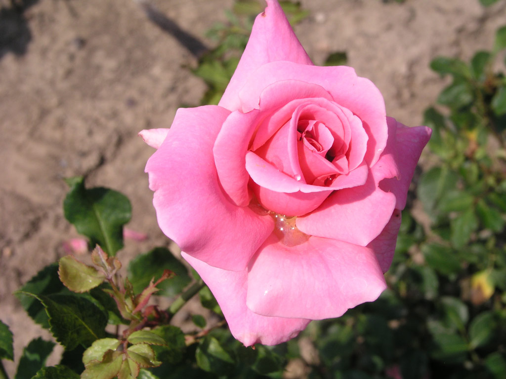 růže August Seebauer