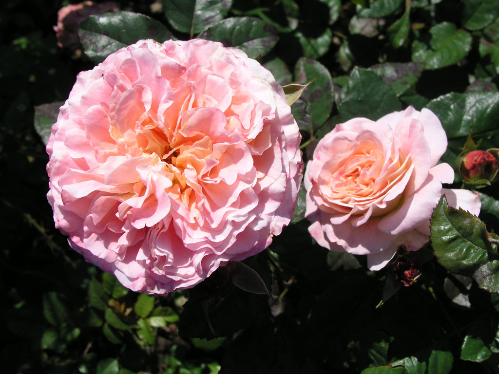 růže Augusta Luise