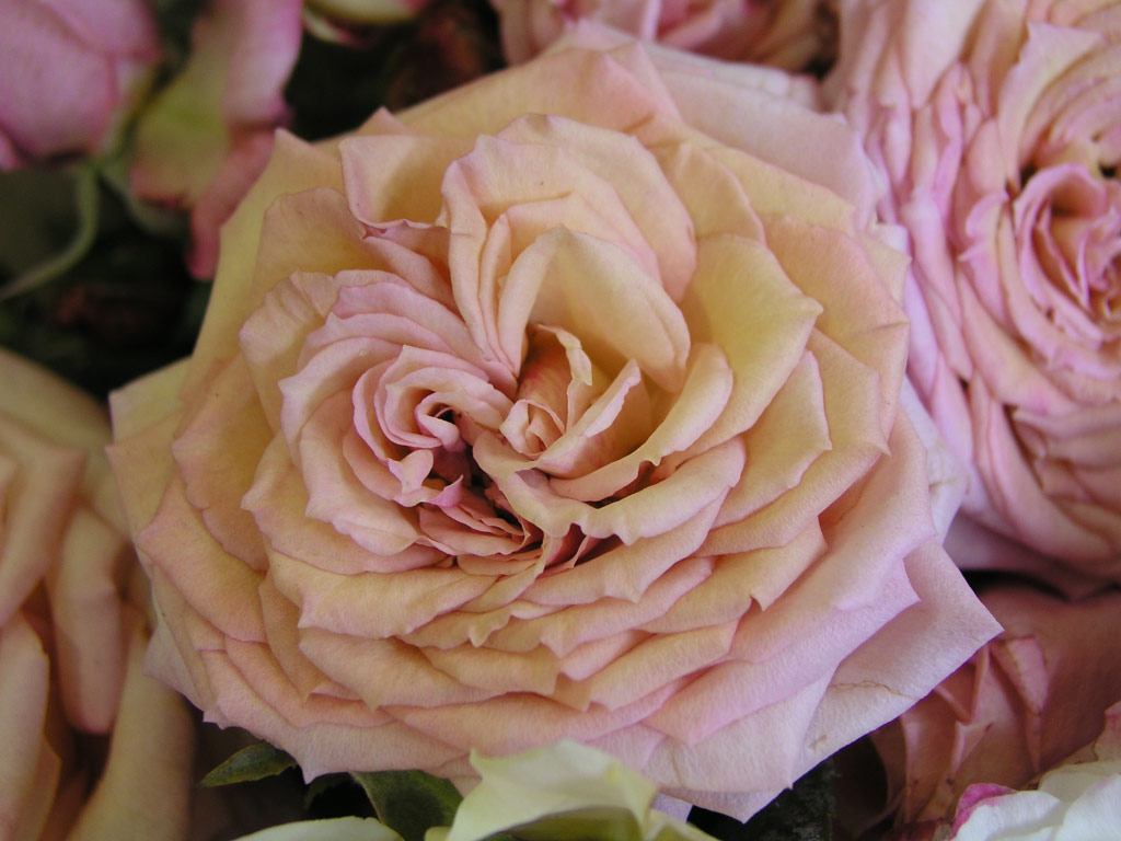 růže Augusta Luise