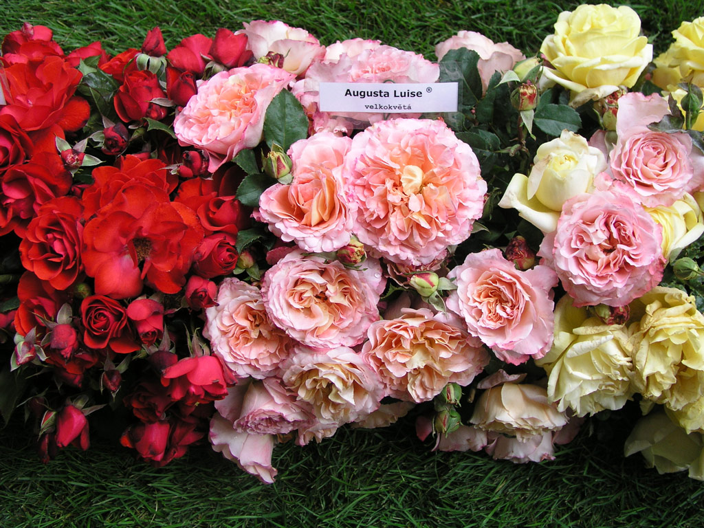 růže Augusta Luise