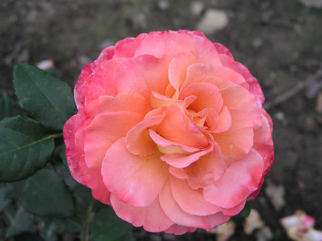 růže Augusta Luise