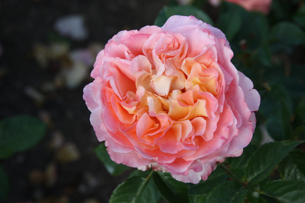 růže Augusta Luise