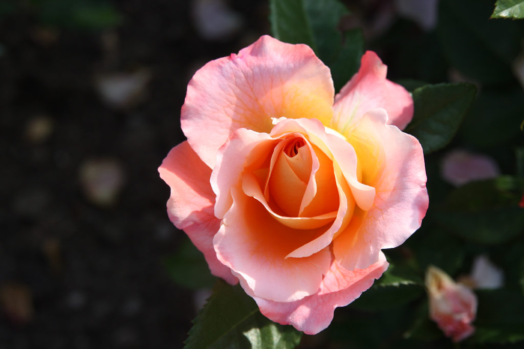 růže Augusta Luise